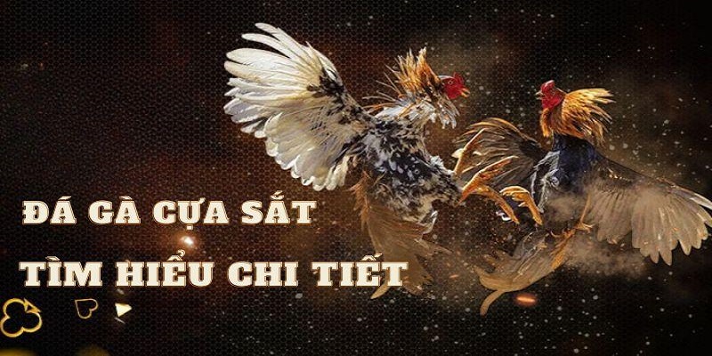 Sơ lược về đá gà cựa sắt